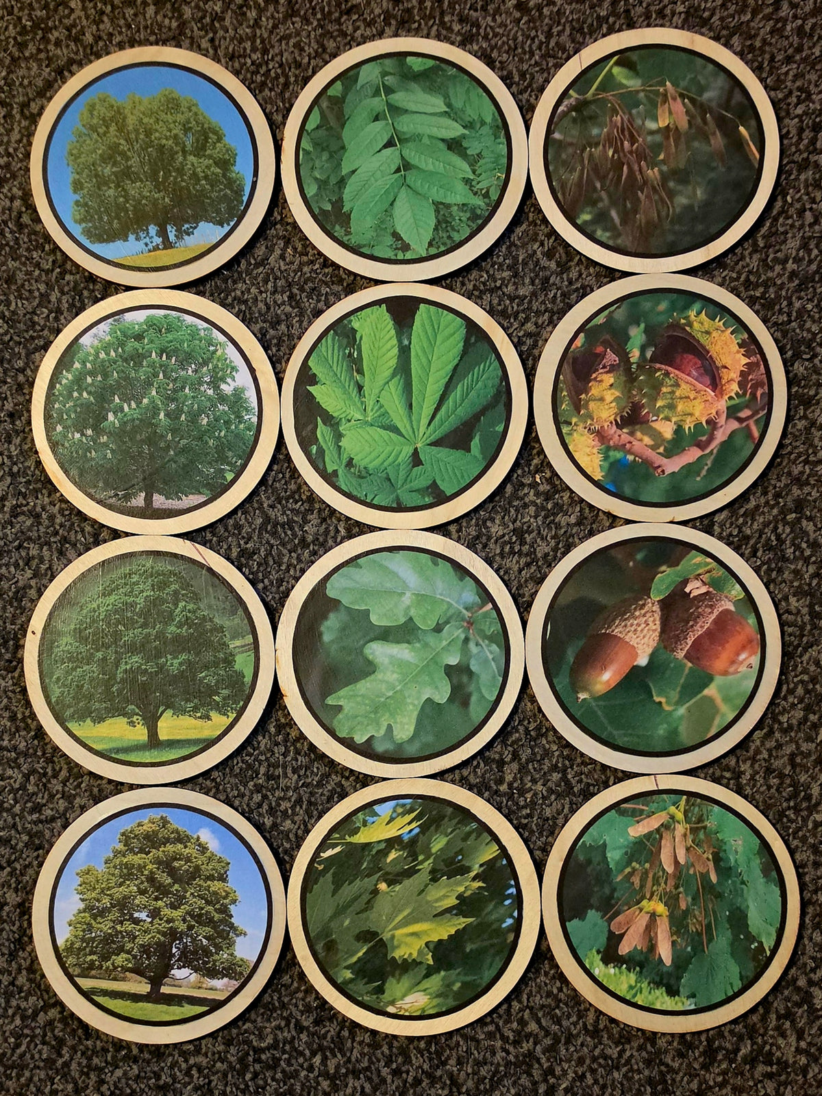Circle Trees, Leaves & Seeds Learning Disks