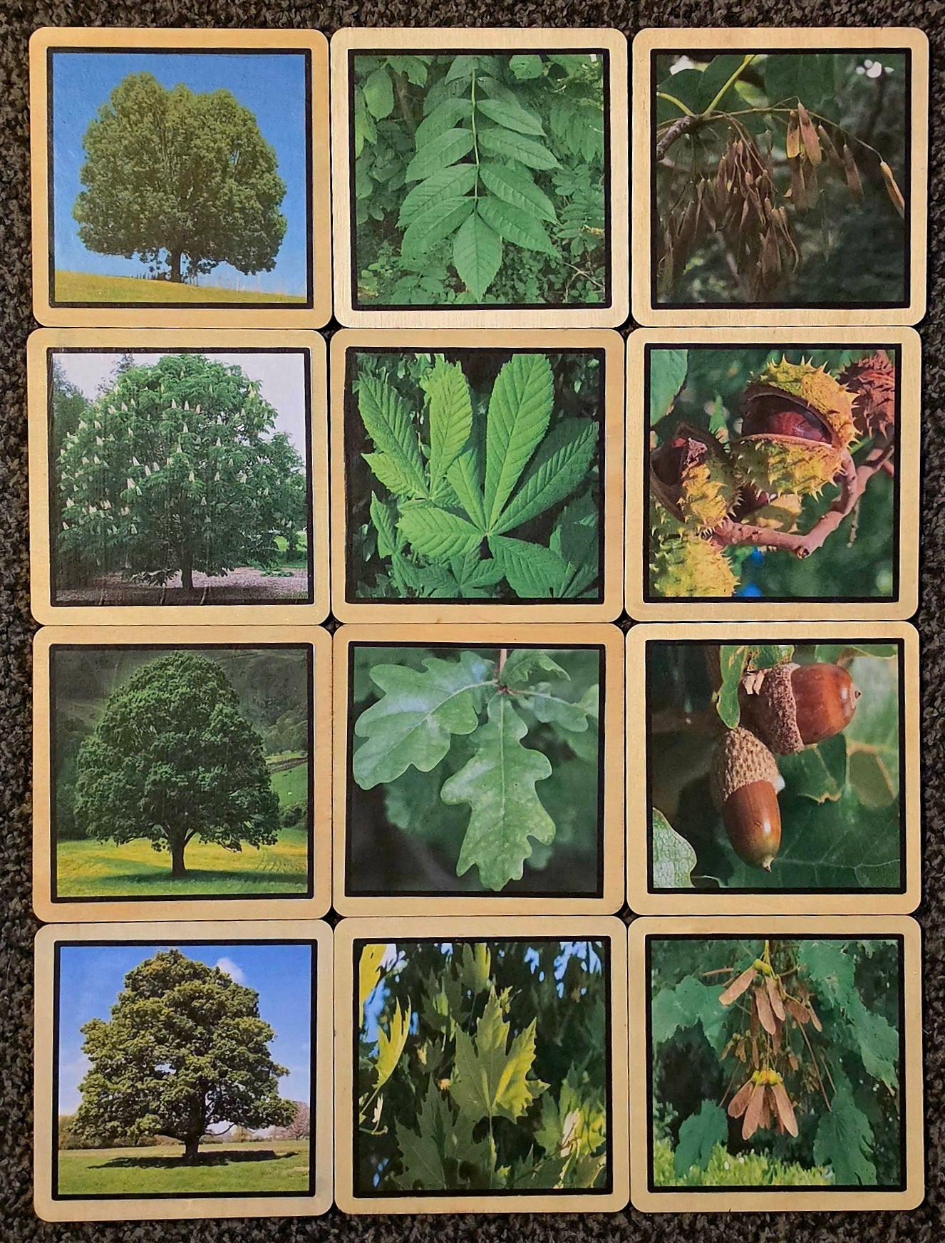 Square Trees, Leaves & Seeds Learning Disks