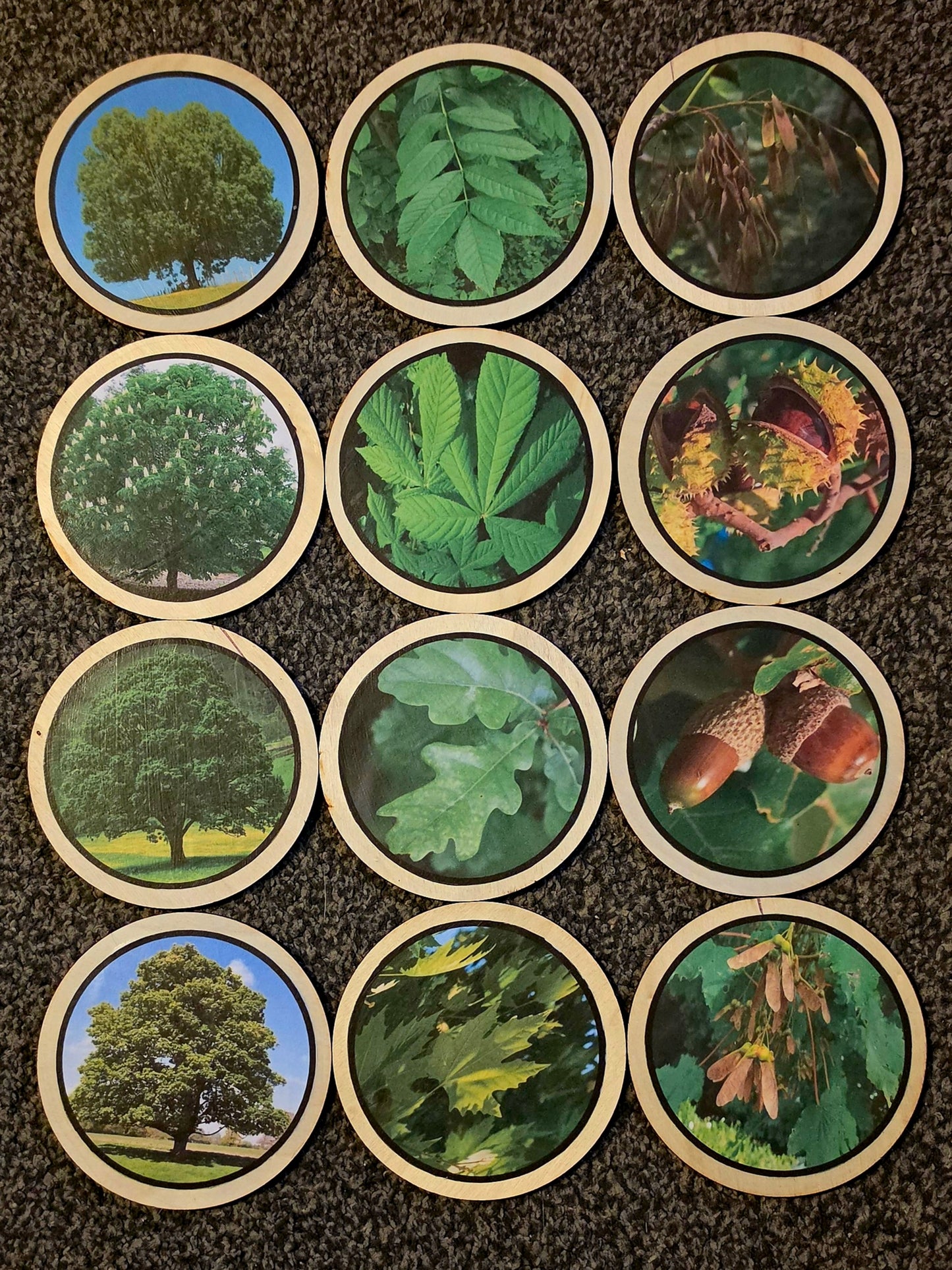 Circle Trees, Leaves & Seeds Learning Disks