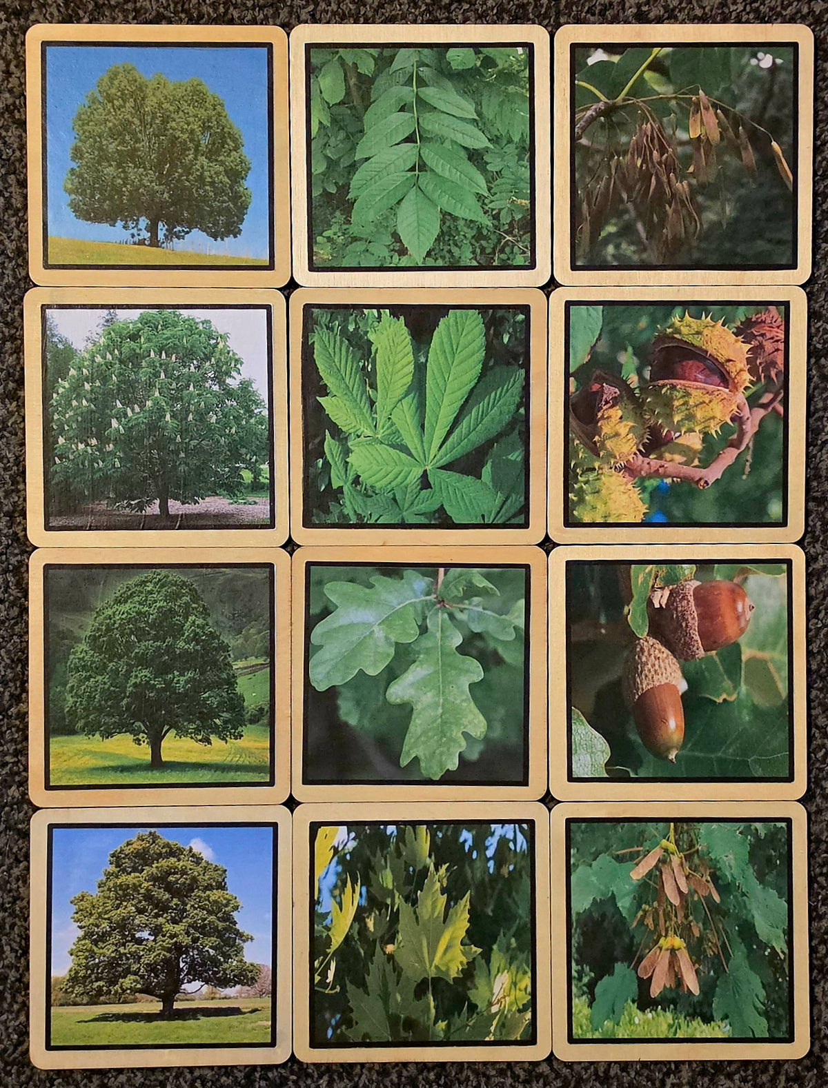 Square Trees, Leaves & Seeds Learning Disks