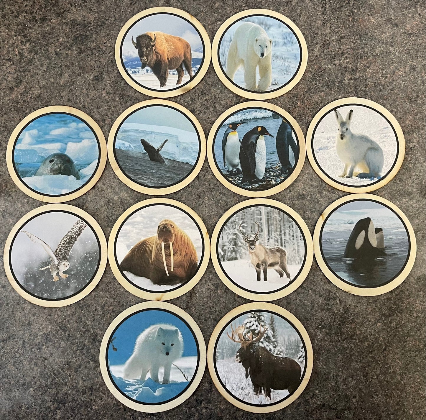 Polar animals Learning Disks